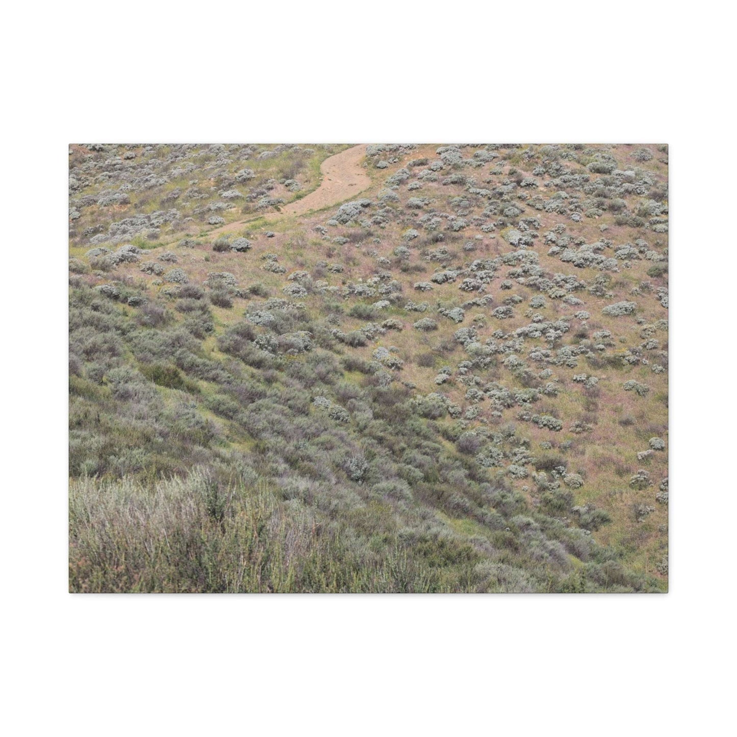 Desert Path Through Sagebrush - Unique Frameless Canvas Wall Art - Art By Earth