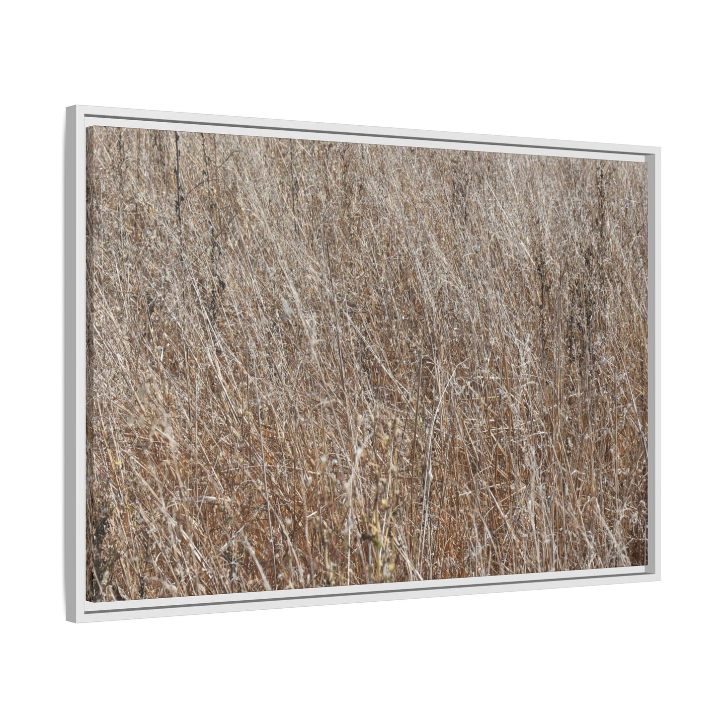 Dry Grass Symphony - Unique Stretched Canvas Wall Art - Art By Earth