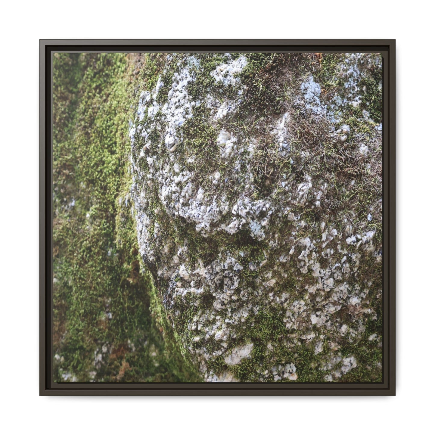 Lichen Landscape - Unique Stretched Canvas Wall Art - Art By Earth