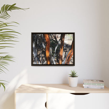 Eucalyptus Grove - Unique Stretched Canvas Wall Art