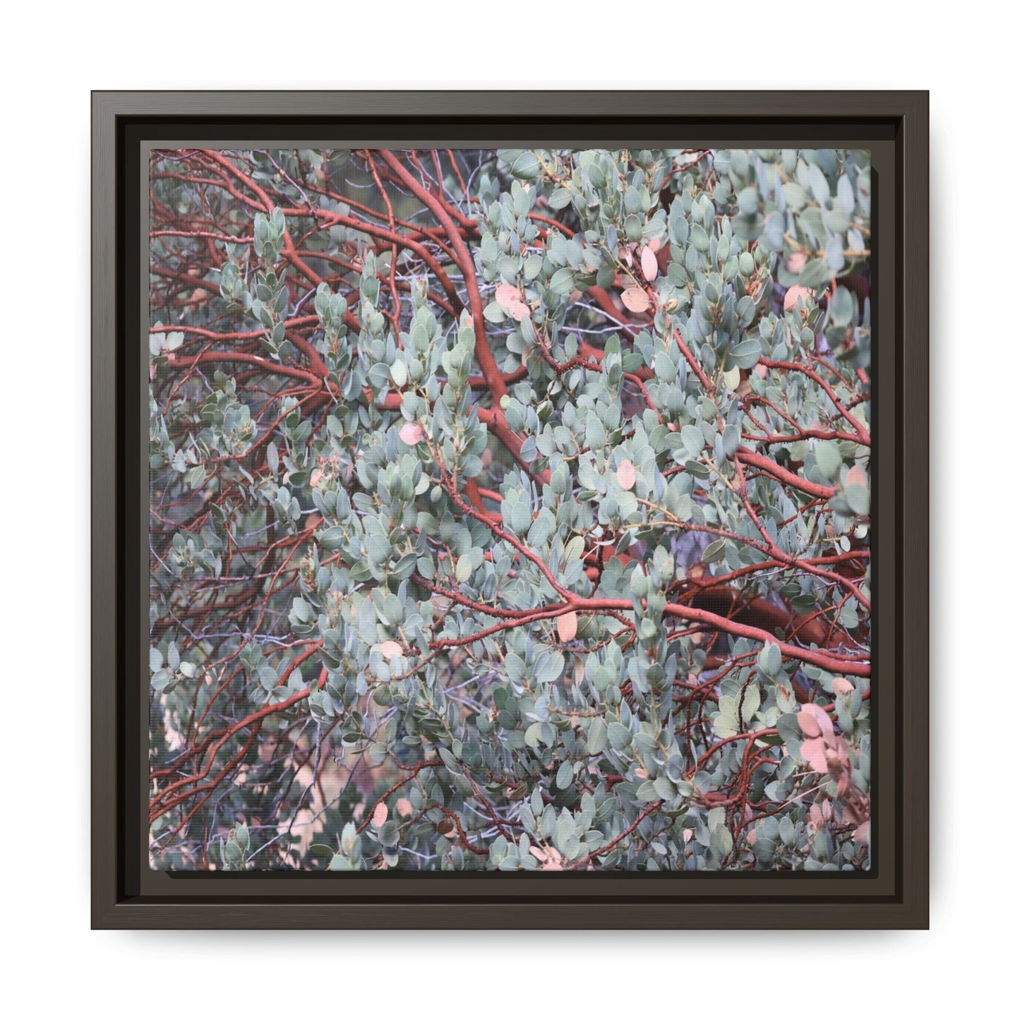 Whispers of Sage - Unique Stretched Canvas Wall Art - Art By Earth