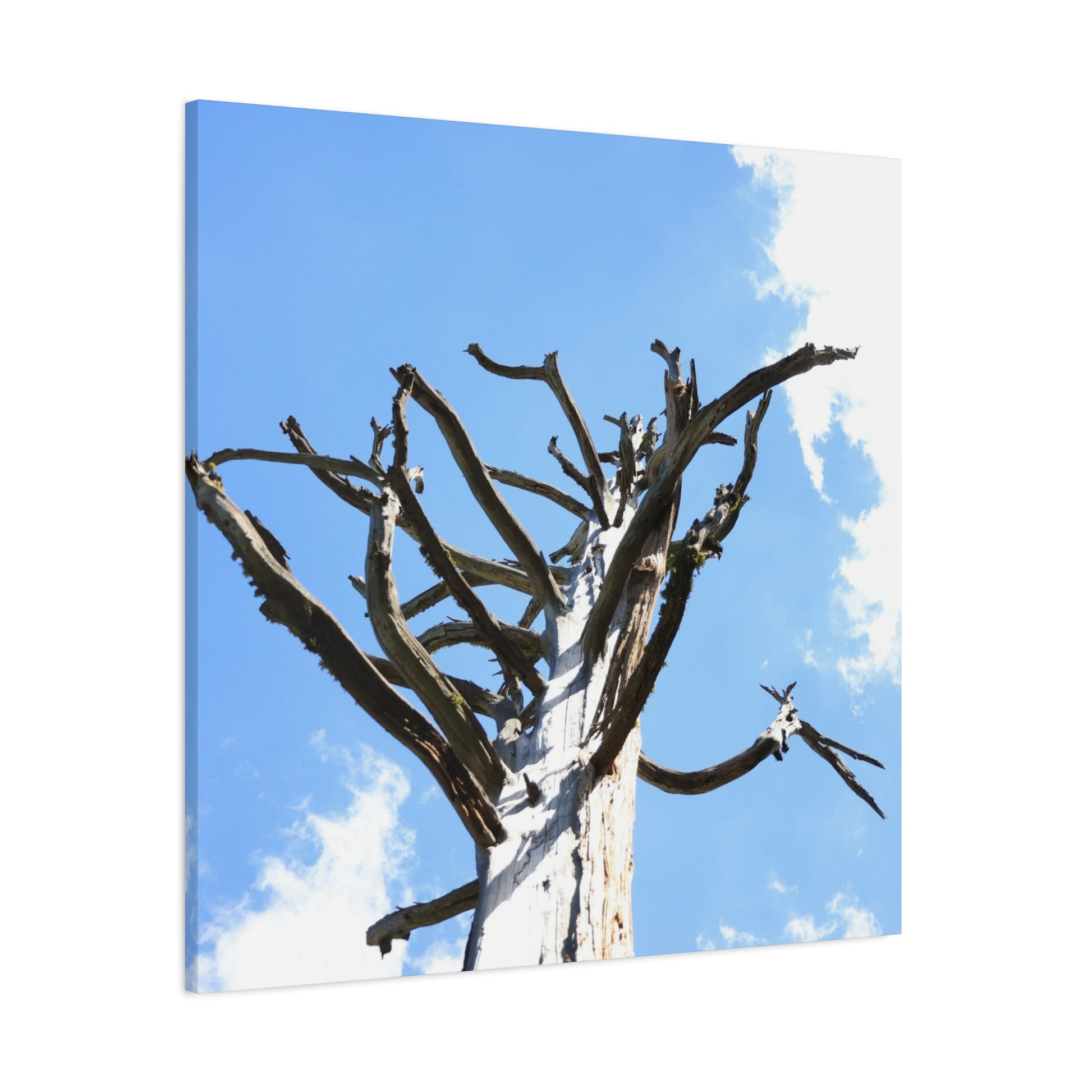 Skeletal Branches Reaching - Unique Frameless Canvas Wall Art - Art By Earth