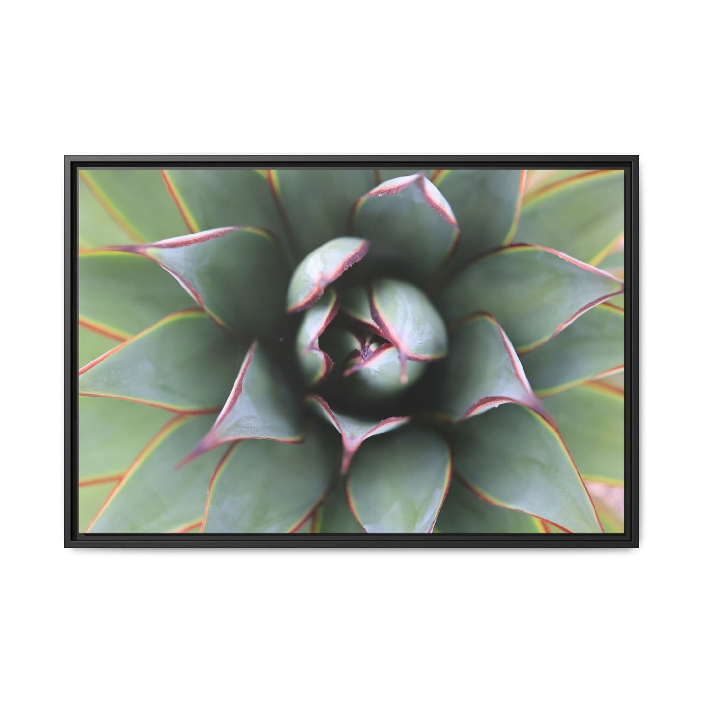 Spiky Elegance - Unique Stretched Canvas Wall Art - Art By Earth