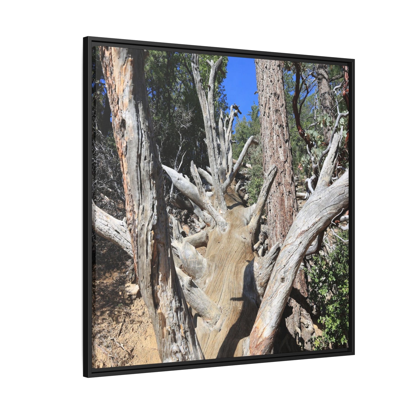 Forest Sentinels - Unique Stretched Canvas Wall Art