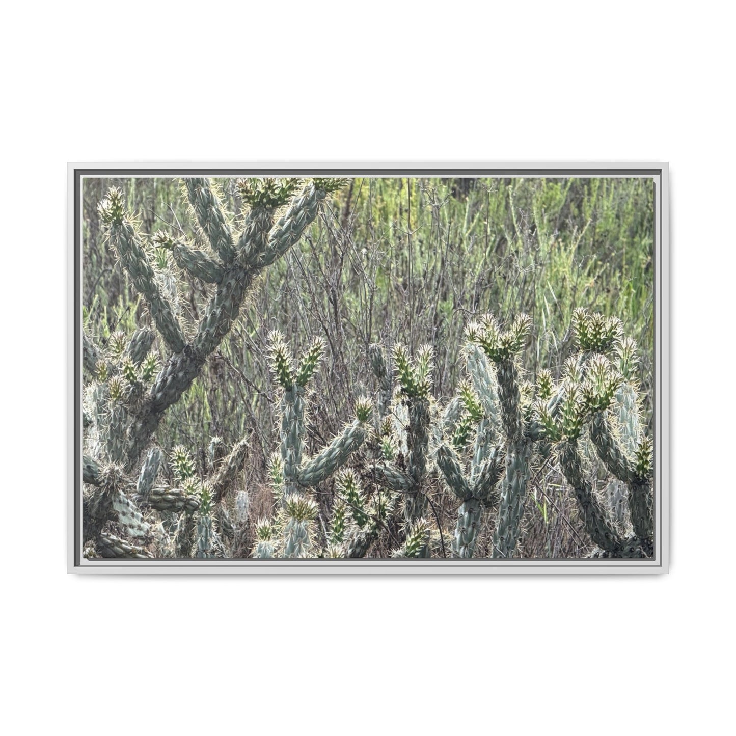 Prickly Paradise - Unique Stretched Canvas Wall Art - Art By Earth
