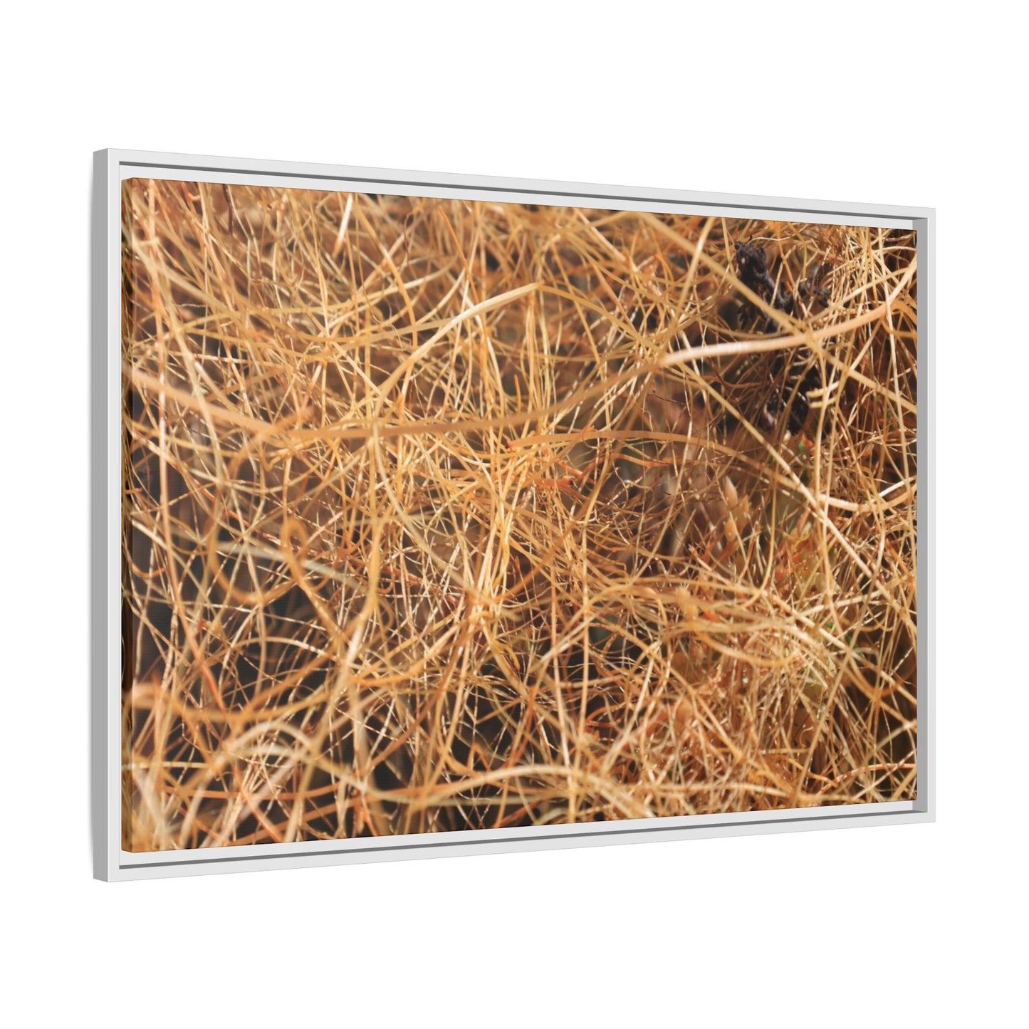 Dried Grass - Unique Stretched Canvas Wall Art - Art By Earth