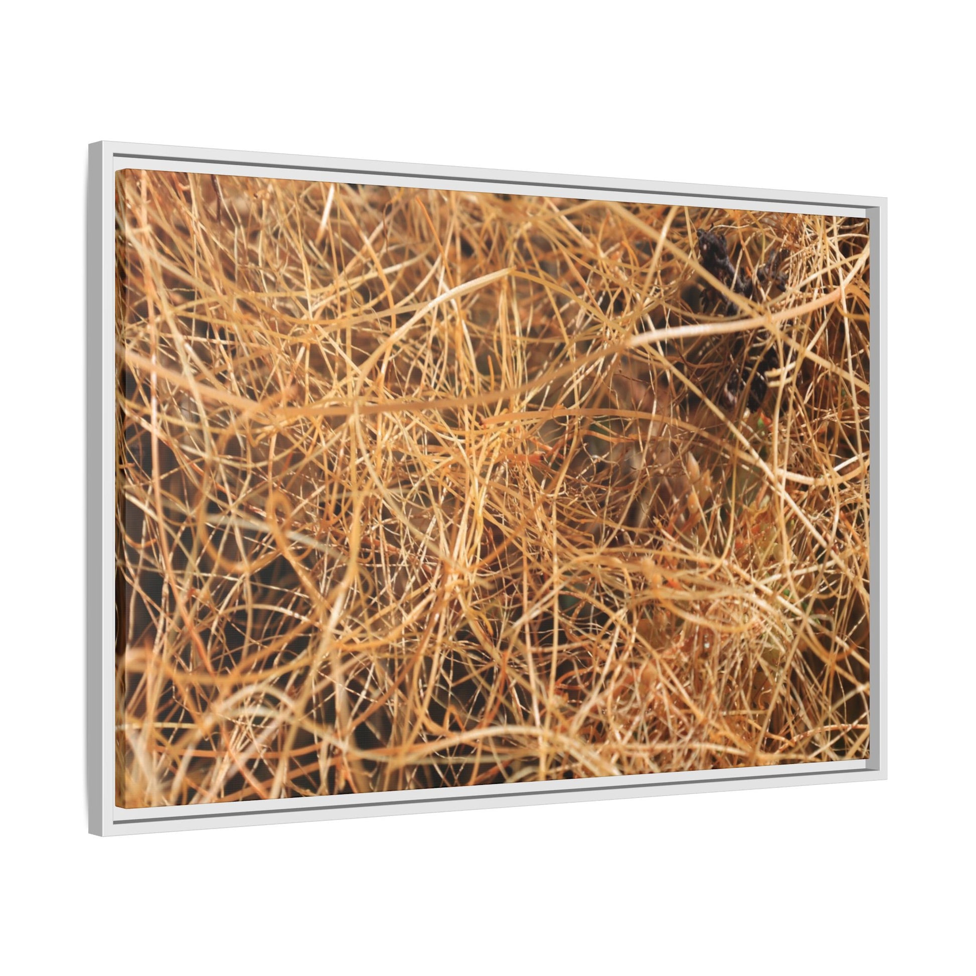 Dried Grass - Unique Stretched Canvas Wall Art - Art By Earth