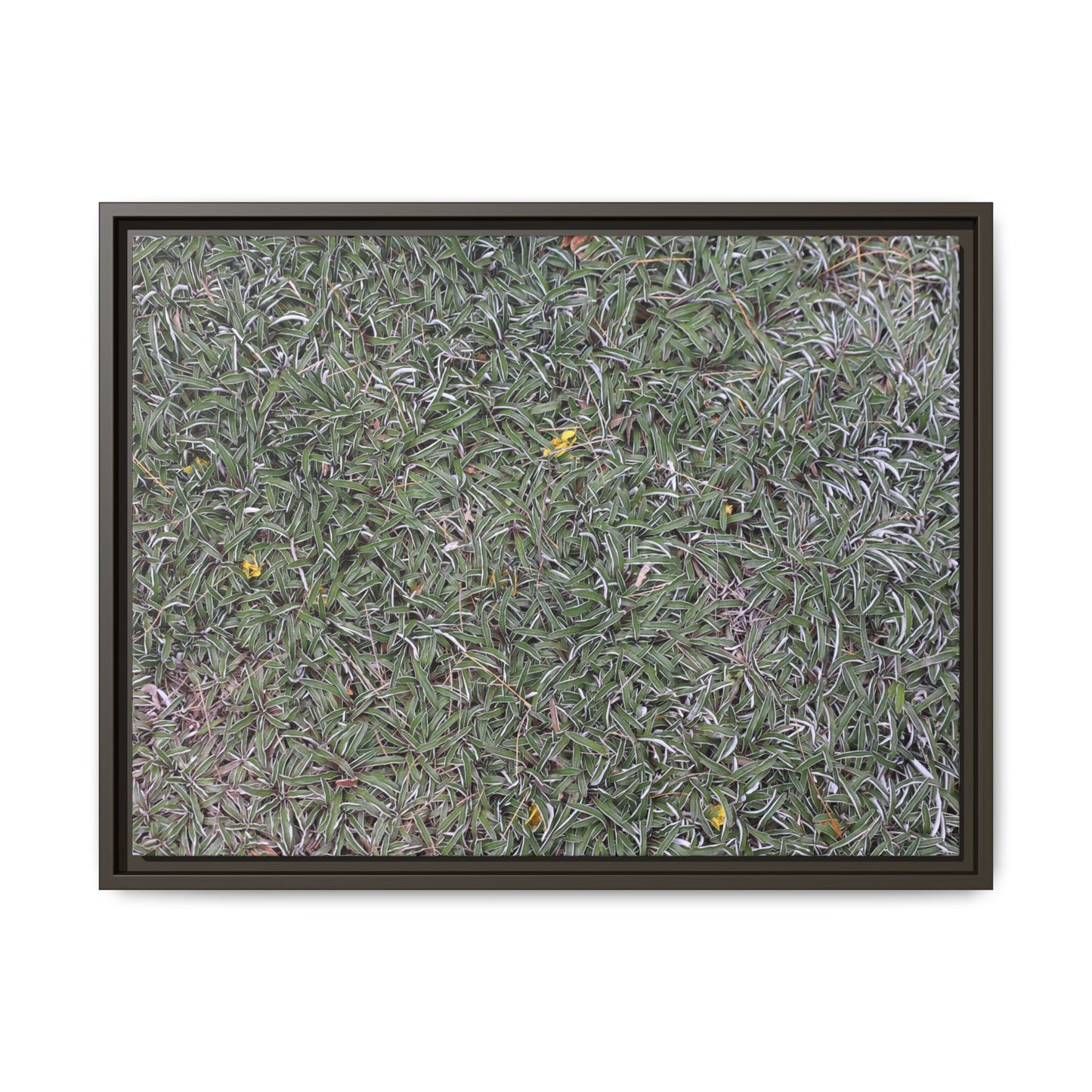 Grassy Texture - Unique Stretched Canvas Wall Art - Art By Earth