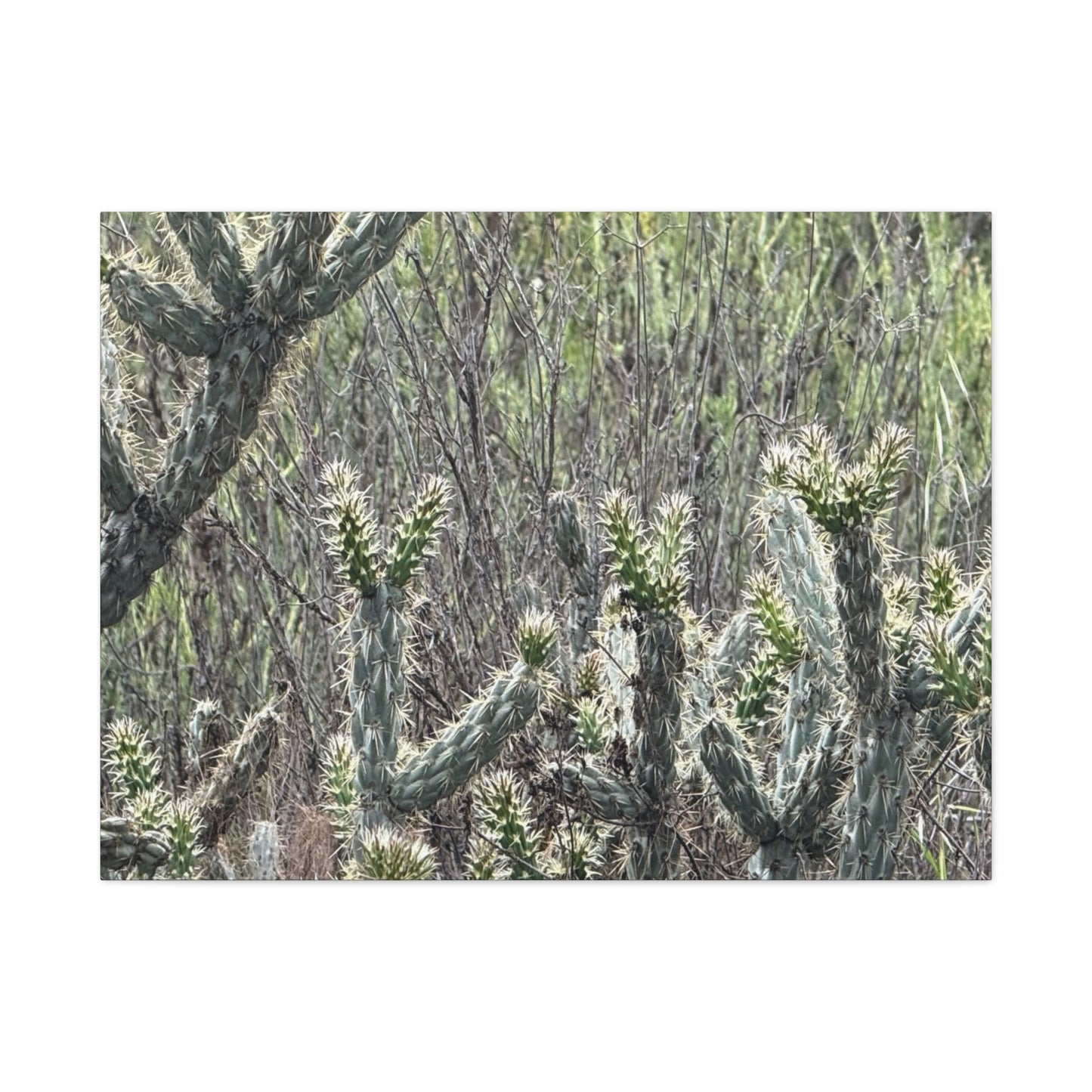 Spiny Sentinels - Unique Frameless Canvas Wall Art - Art By Earth