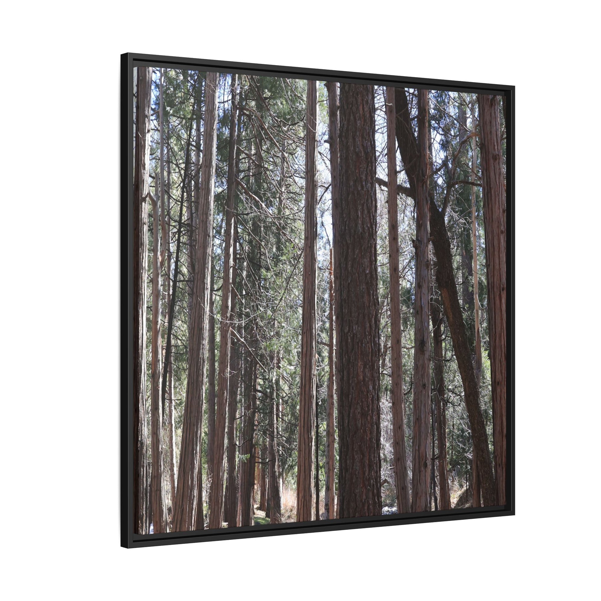 Forest Cathedral - Unique Stretched Canvas Wall Art - Art By Earth