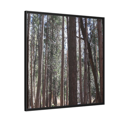 Forest Cathedral - Unique Stretched Canvas Wall Art - Art By Earth