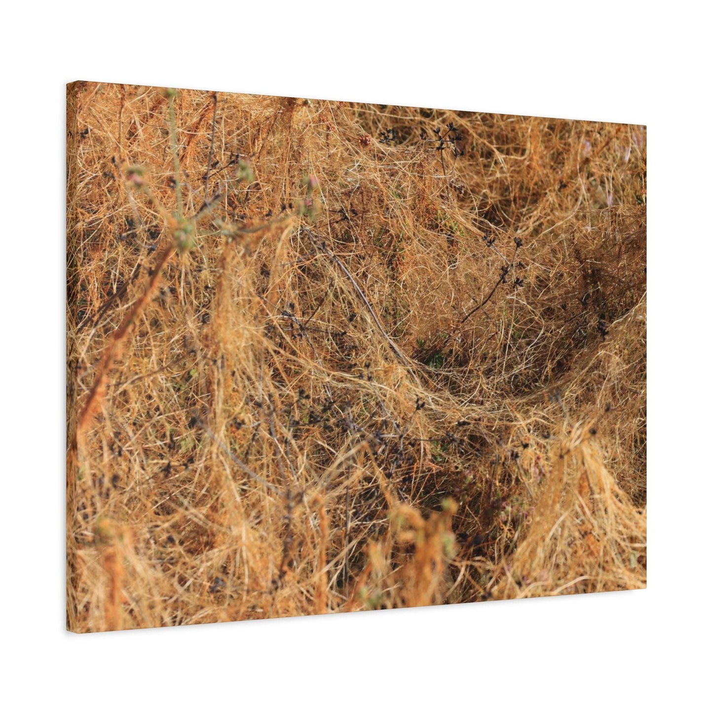 Dried Grasses - Unique Frameless Canvas Wall Art - Art By Earth