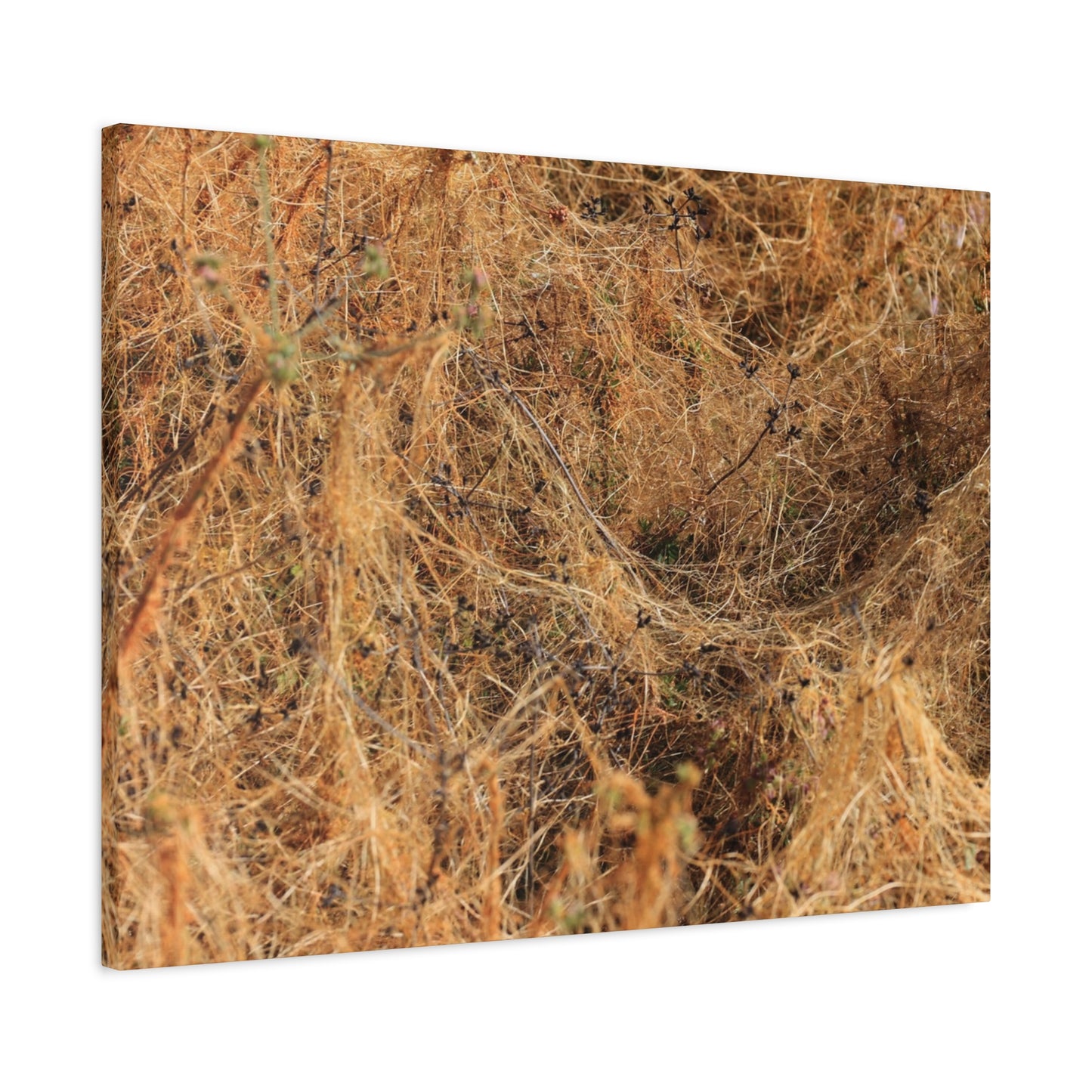 Dried Grasses - Unique Frameless Canvas Wall Art - Art By Earth