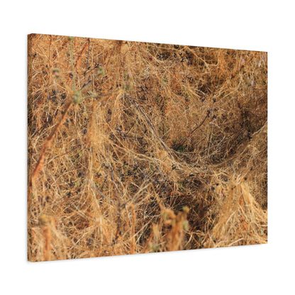 Dried Grasses - Unique Frameless Canvas Wall Art - Art By Earth