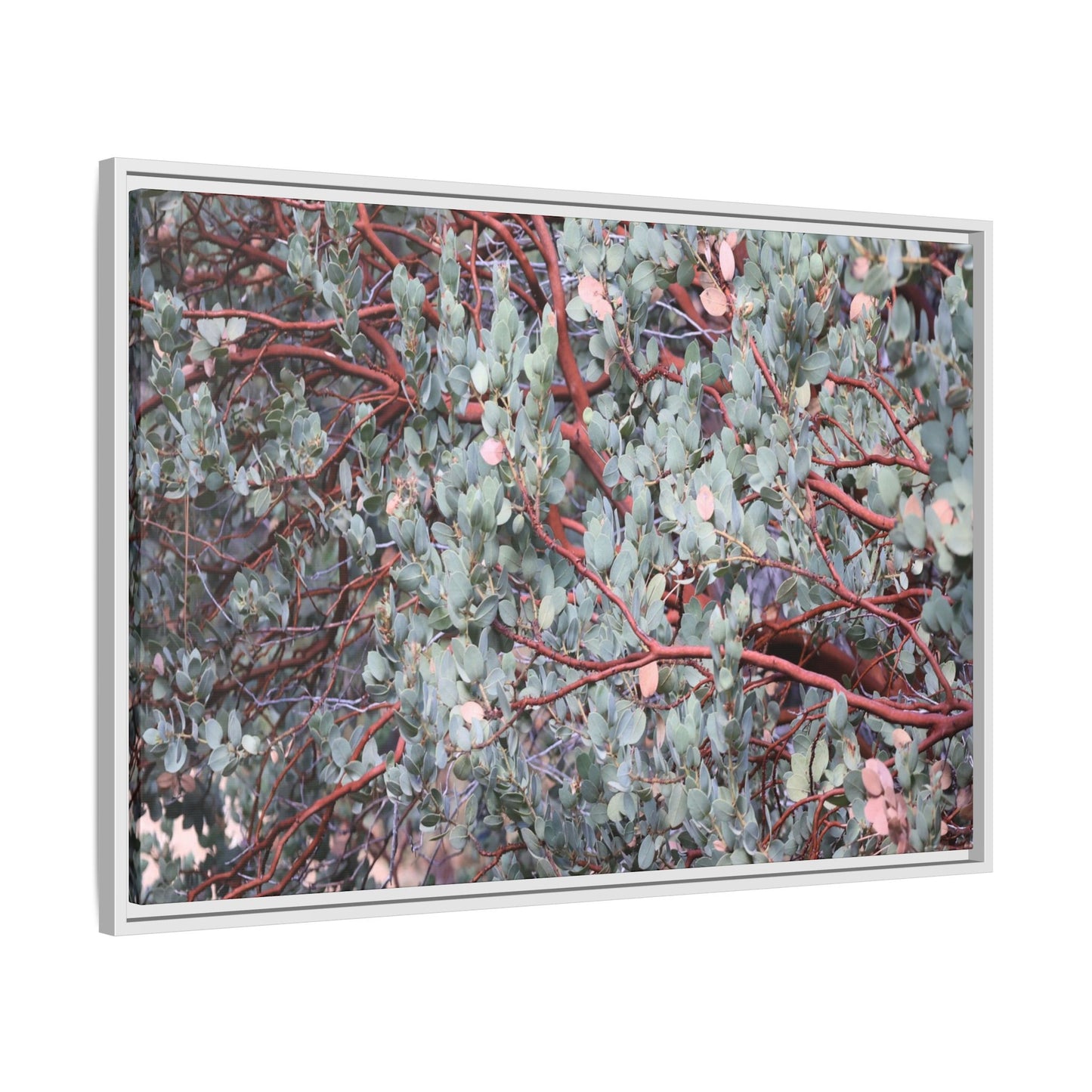 Whispers of Sage - Unique Stretched Canvas Wall Art - Art By Earth