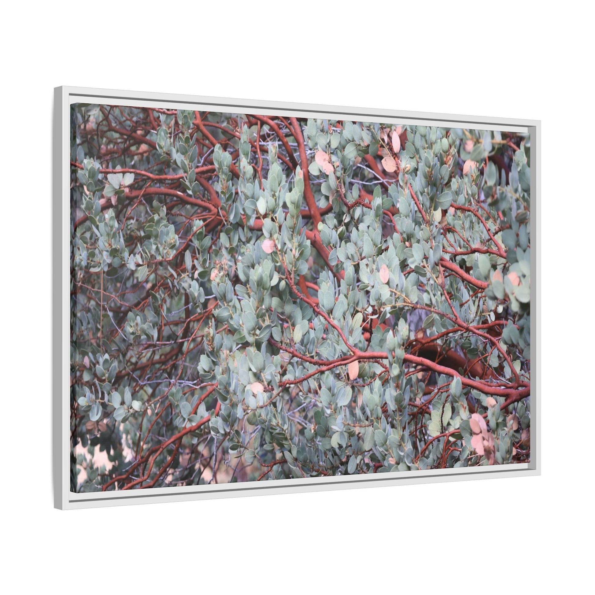 Whispers of Sage - Unique Stretched Canvas Wall Art - Art By Earth