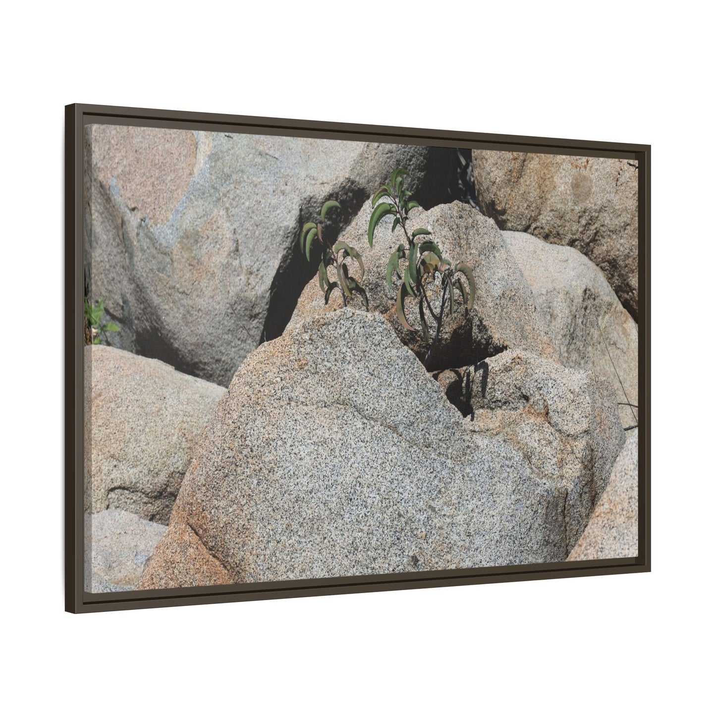 Desert Plant Thriving Among Rocks - Unique Stretched Canvas Wall Art