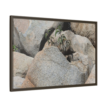 Desert Plant Thriving Among Rocks - Unique Stretched Canvas Wall Art