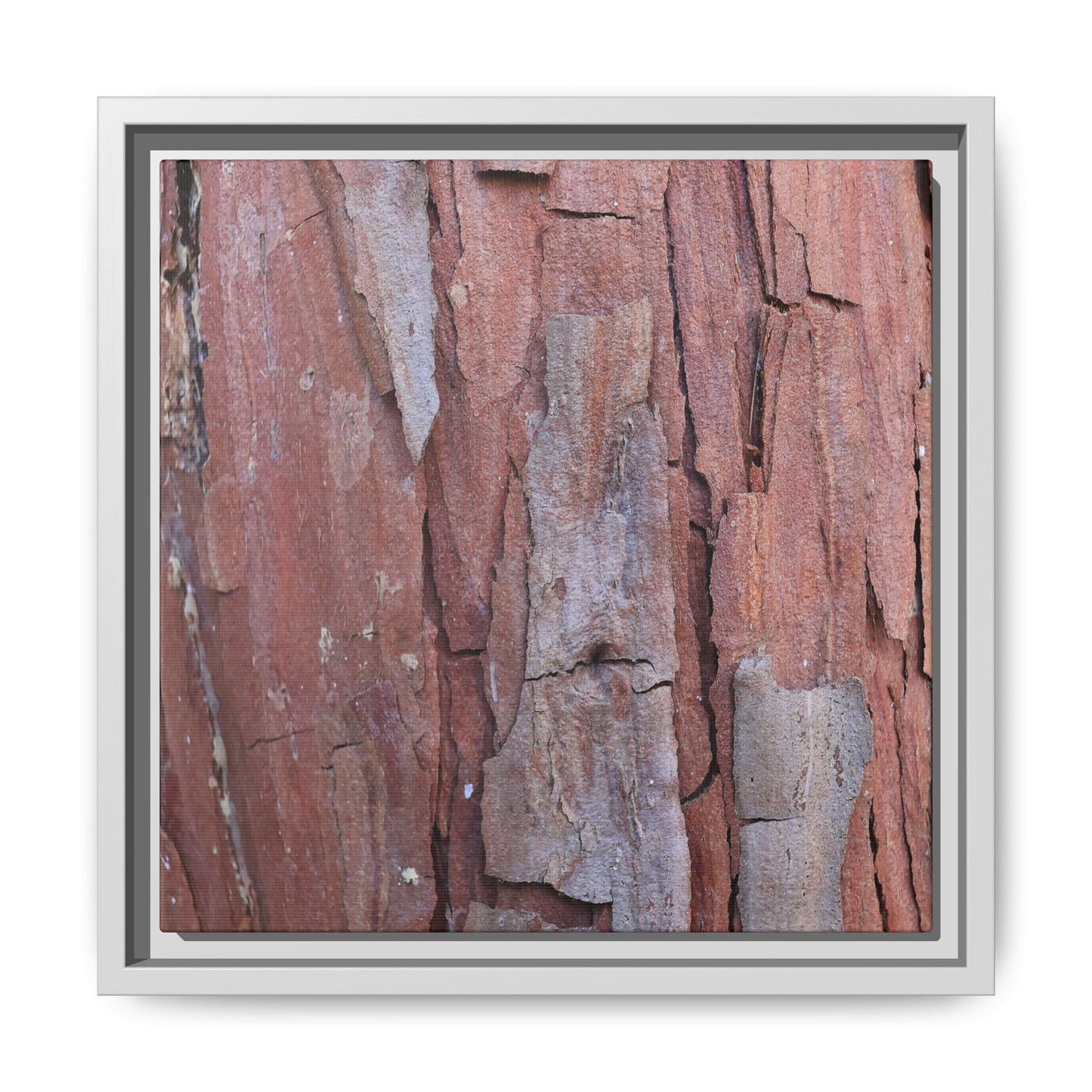 Peeling Bark - Unique Stretched Canvas Wall Art - Art By Earth