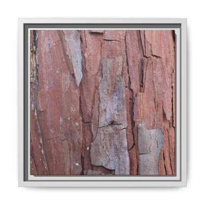 Peeling Bark - Unique Stretched Canvas Wall Art - Art By Earth