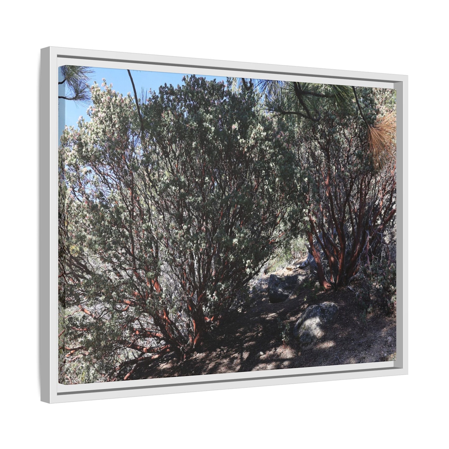 Desert Trail Through Blooming Manzanita - Unique Stretched Canvas Wall Art