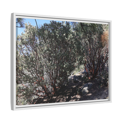 Desert Trail Through Blooming Manzanita - Unique Stretched Canvas Wall Art
