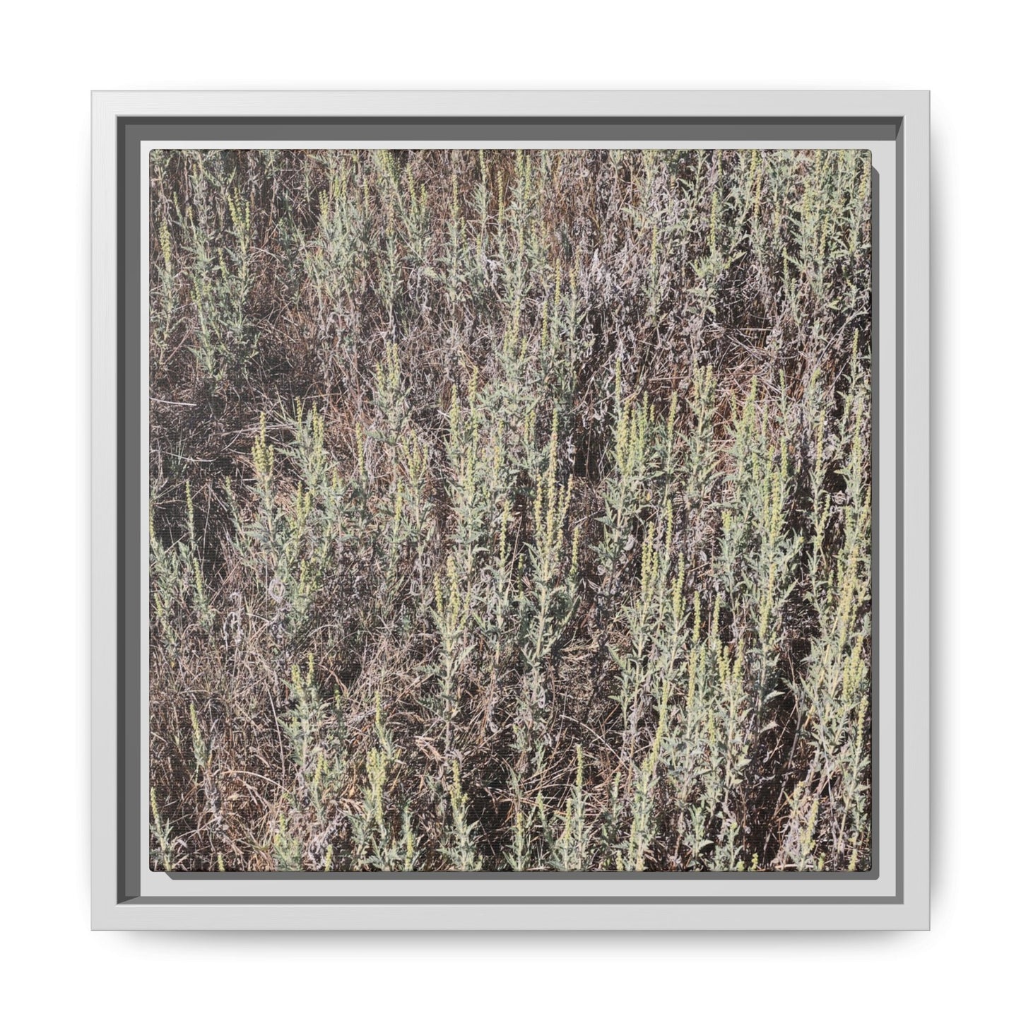 Sage Fields Forever - Unique Stretched Canvas Wall Art - Art By Earth