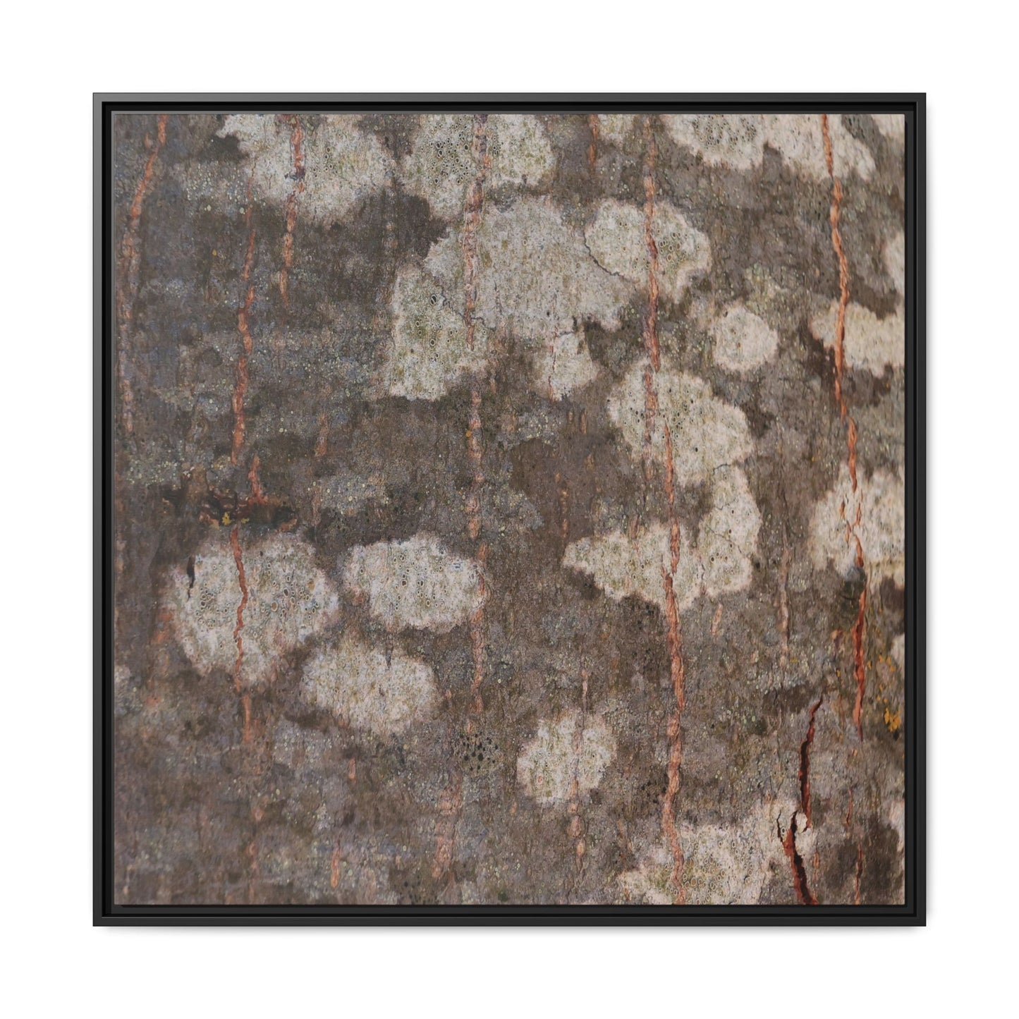 Lichen's Legacy - Unique Stretched Canvas Wall Art - Art By Earth