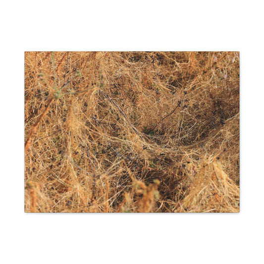 Dried Grasses - Unique Frameless Canvas Wall Art - Art By Earth