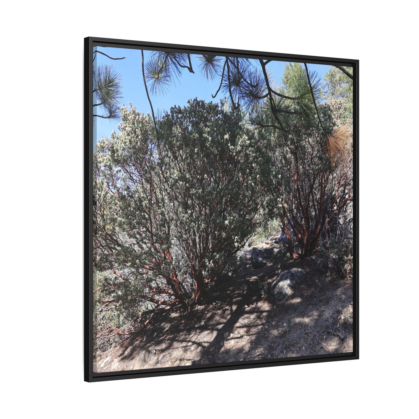 Desert Trail Through Blooming Manzanita - Unique Stretched Canvas Wall Art