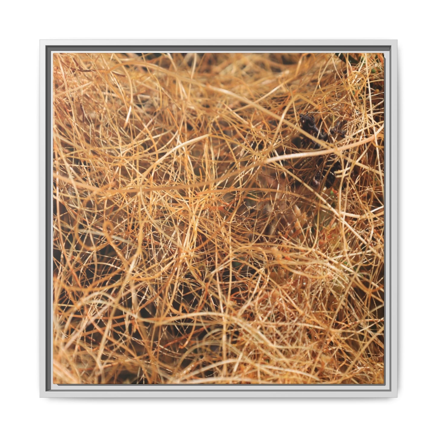 Dried Grass - Unique Stretched Canvas Wall Art - Art By Earth