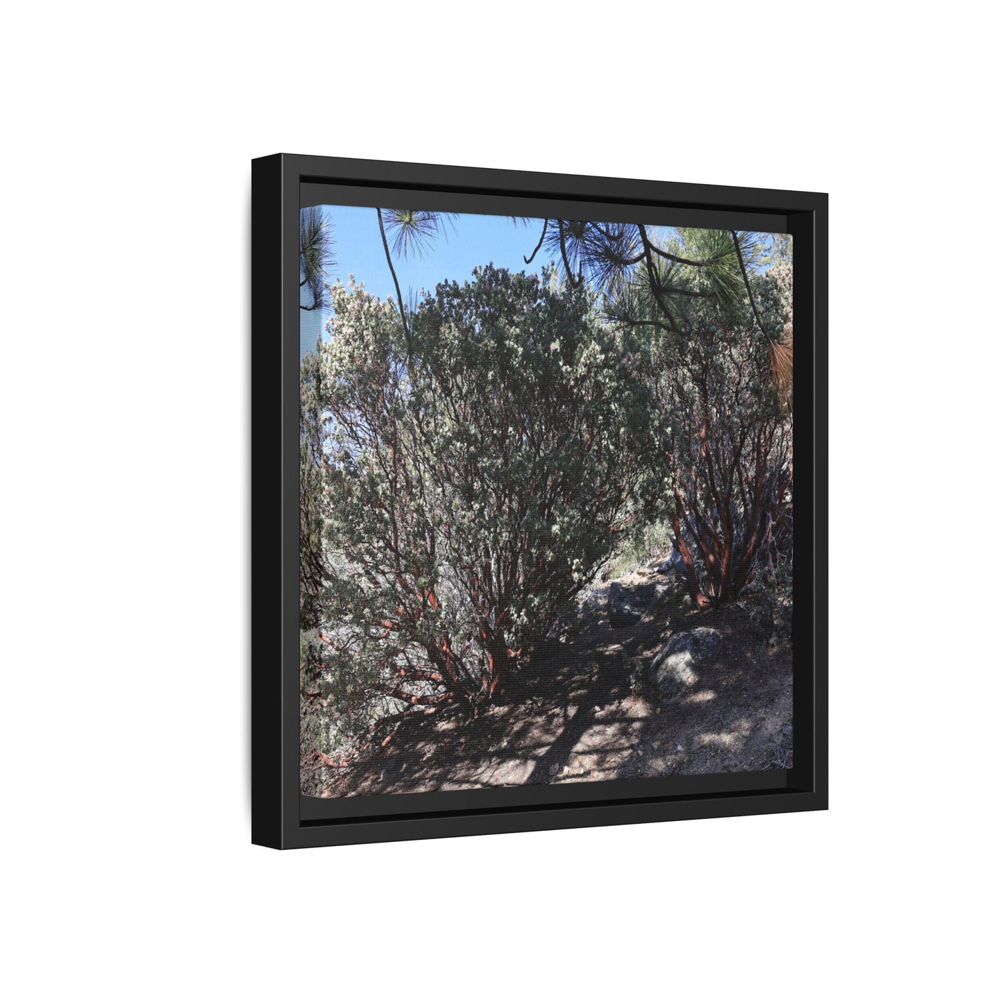 Desert Trail Through Blooming Manzanita - Unique Stretched Canvas Wall Art