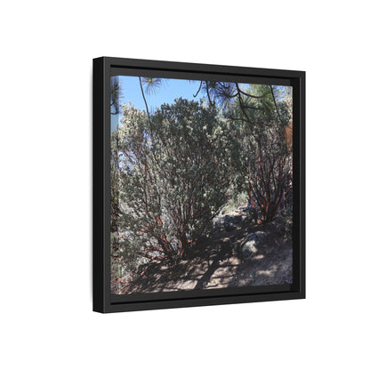 Desert Trail Through Blooming Manzanita - Unique Stretched Canvas Wall Art