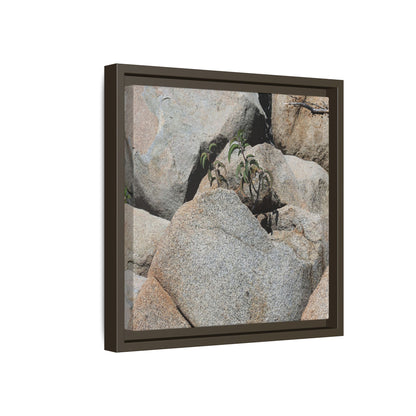 Desert Plant Thriving Among Rocks - Unique Stretched Canvas Wall Art