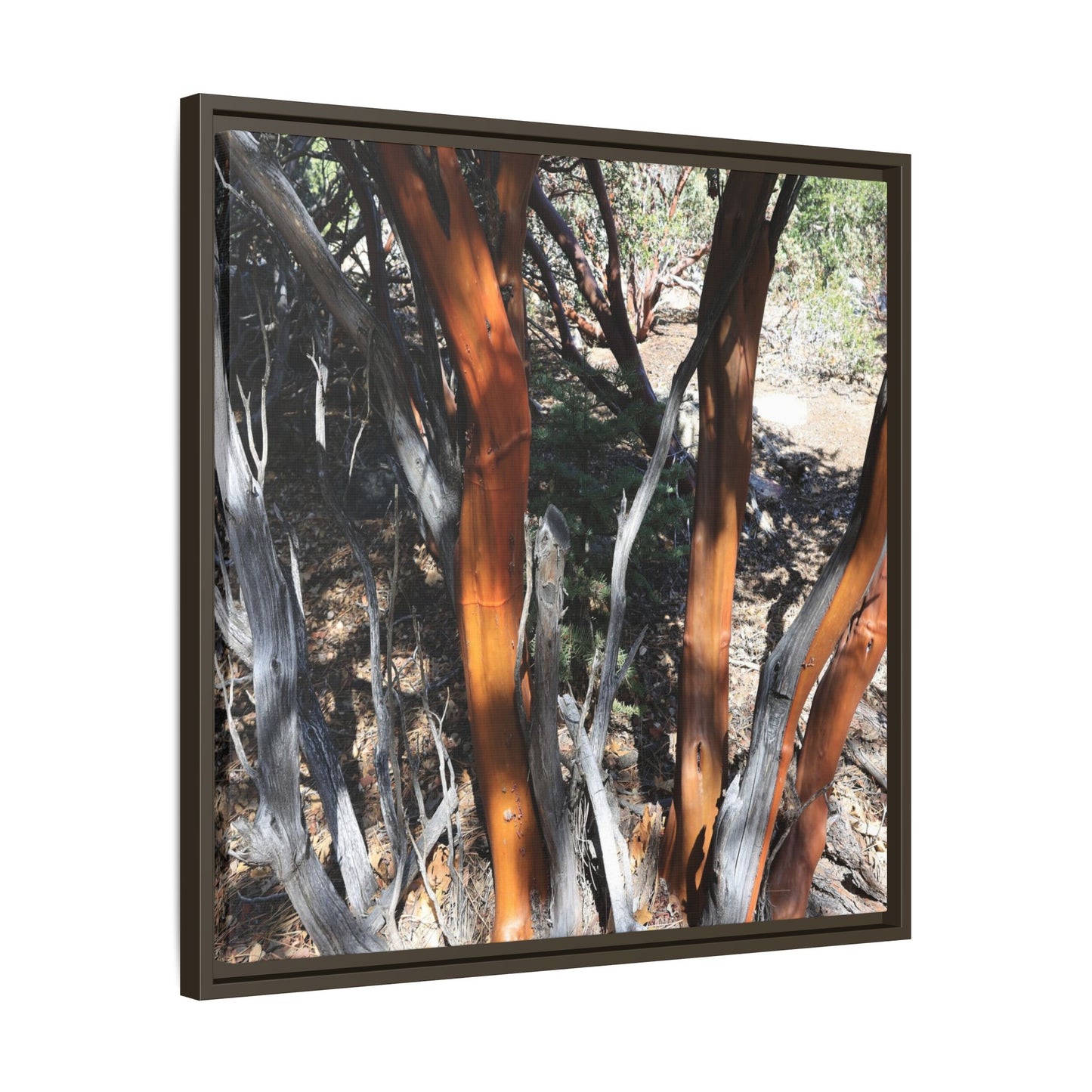 Eucalyptus Grove - Unique Stretched Canvas Wall Art