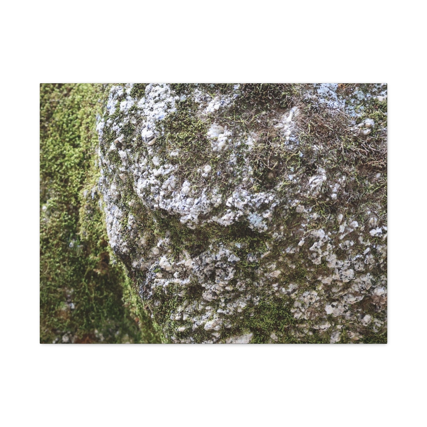 Moss and Stone Whispers - Unique Frameless Canvas Wall Art - Art By Earth