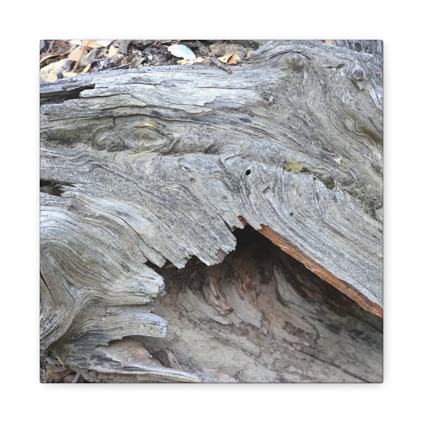 Whispers of Ancient Wood - Unique Frameless Canvas Wall Art - Art By Earth