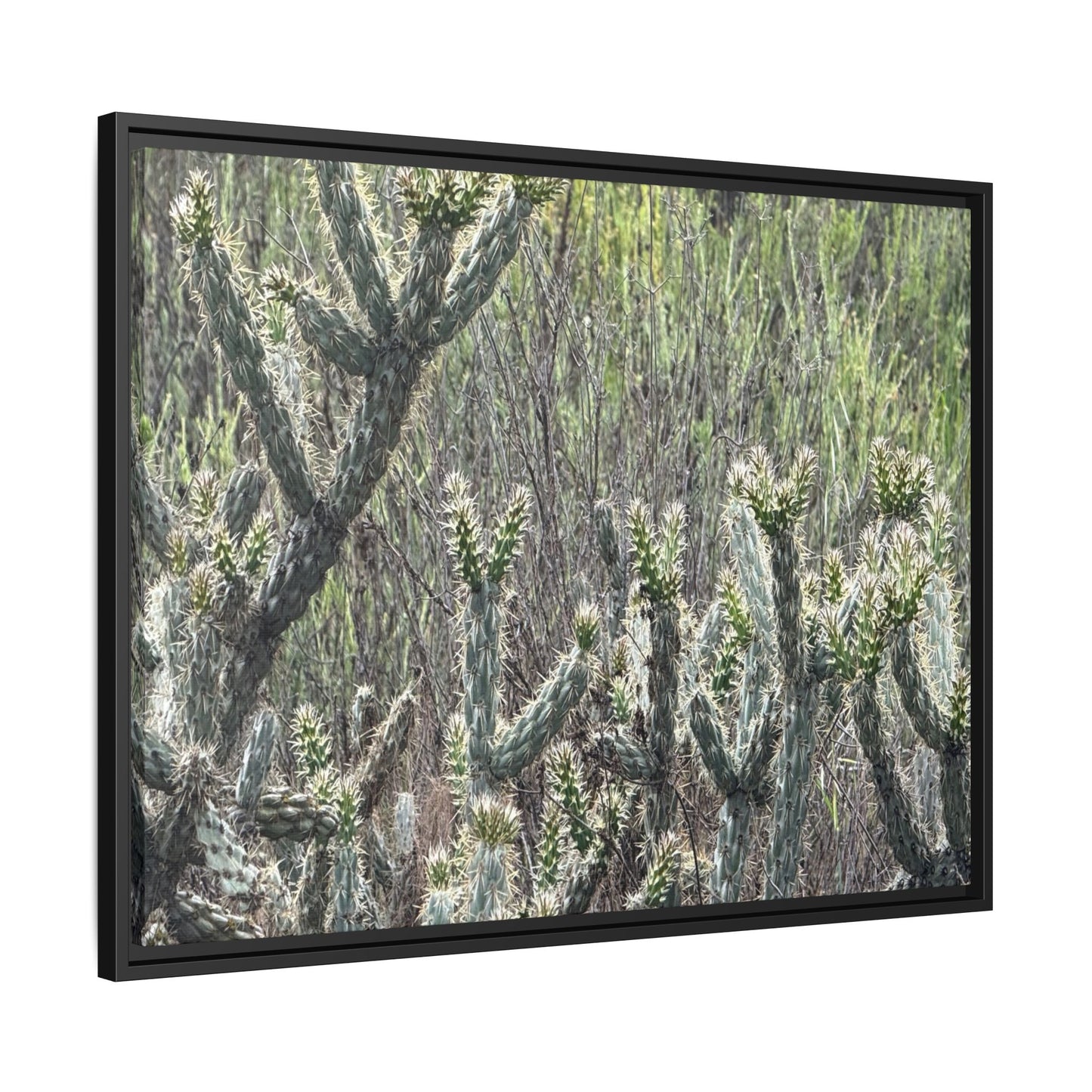 Prickly Paradise - Unique Stretched Canvas Wall Art - Art By Earth