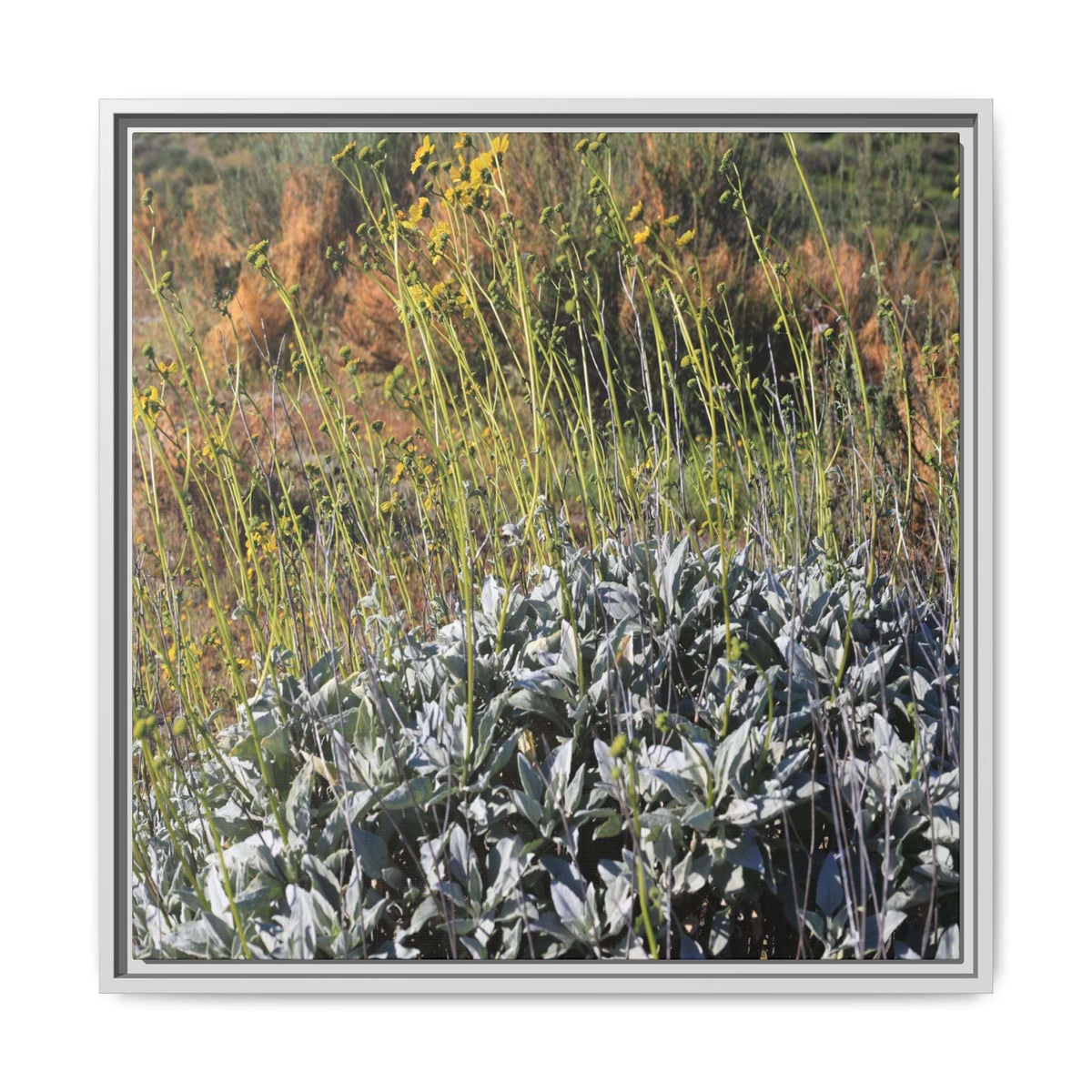 Arid Landscape with Yellow Flowers - Unique Stretched Canvas Wall Art - Art By Earth