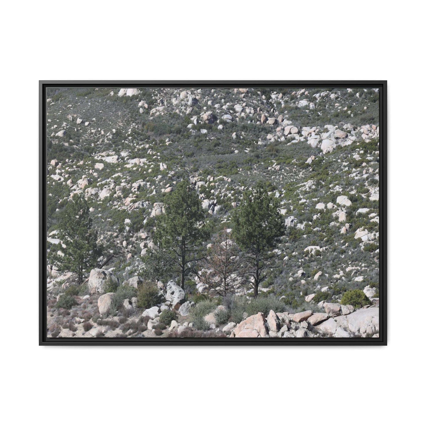 Rocky Hillside with Pine Trees - Unique Stretched Canvas Wall Art - Art By Earth