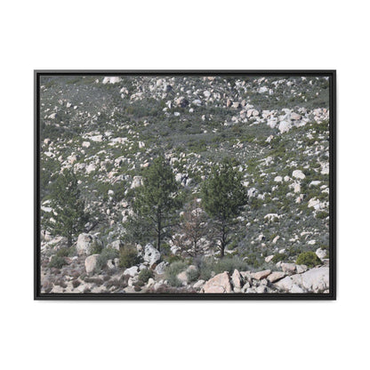 Rocky Hillside with Pine Trees - Unique Stretched Canvas Wall Art - Art By Earth