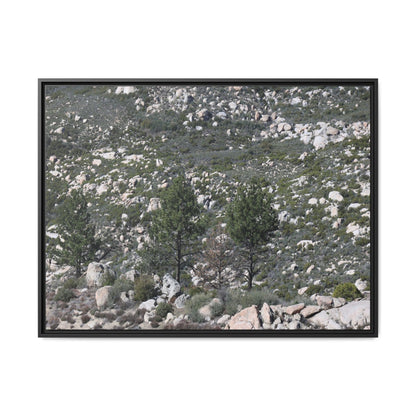 Rocky Hillside with Pine Trees - Unique Stretched Canvas Wall Art - Art By Earth