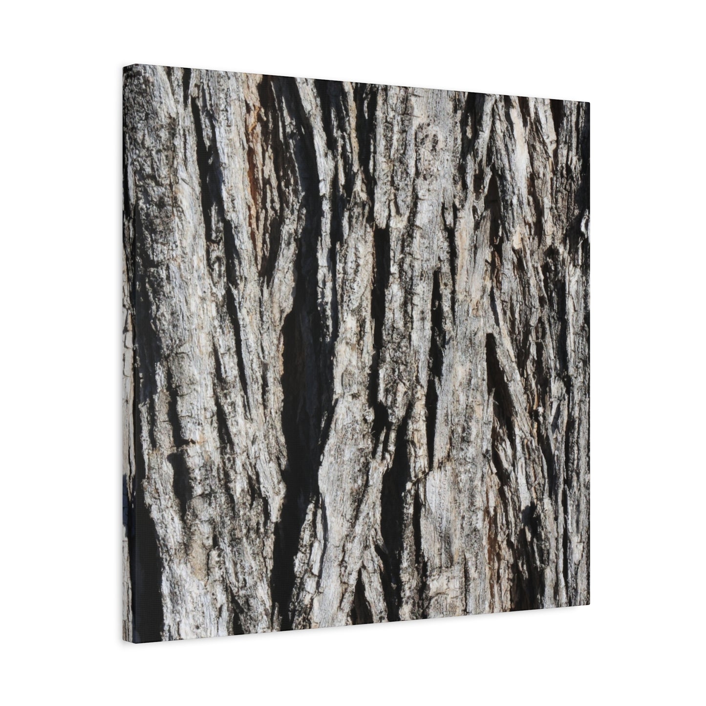 Bark Textures in Monochrome - Unique Frameless Canvas Wall Art - Art By Earth