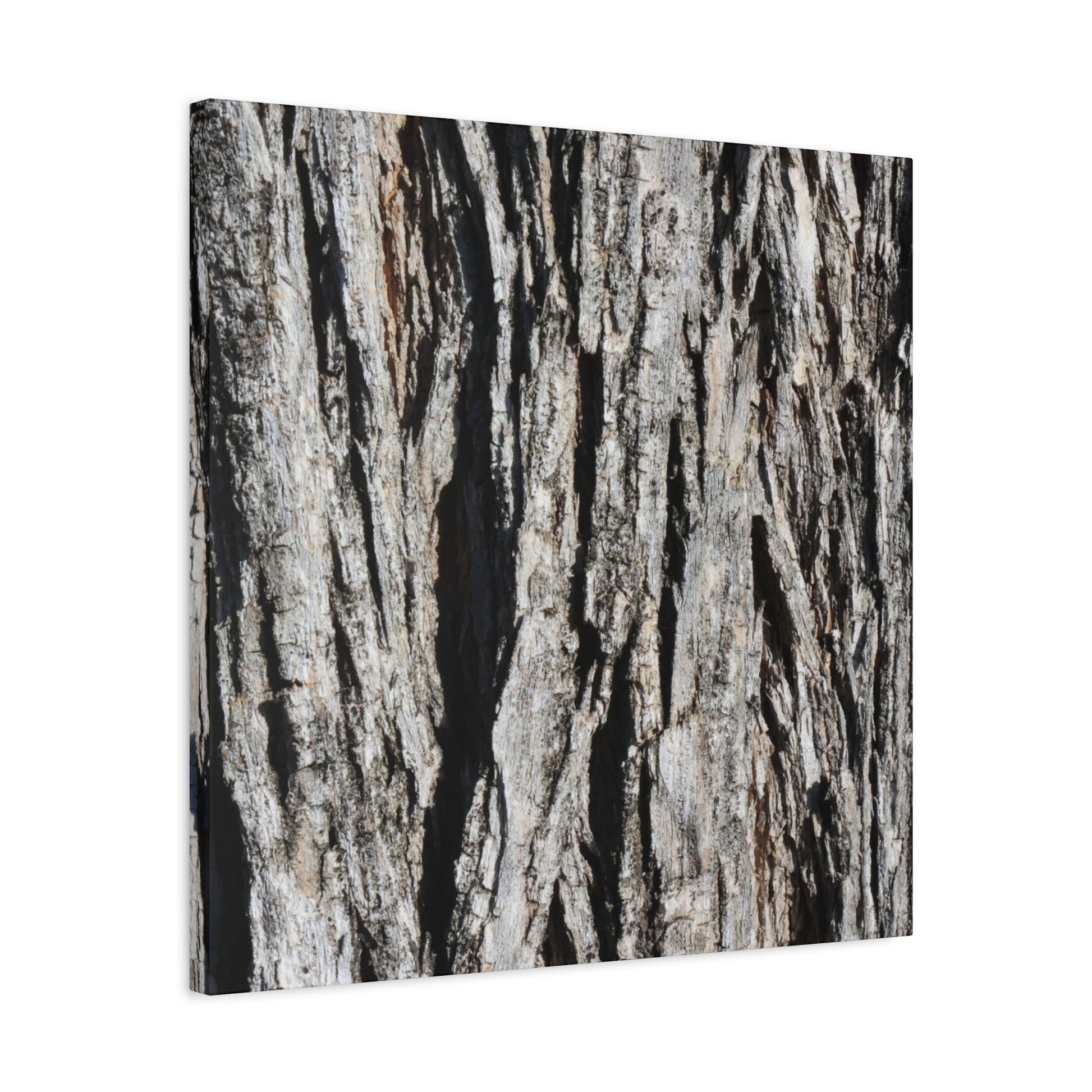 Bark Textures in Monochrome - Unique Frameless Canvas Wall Art - Art By Earth