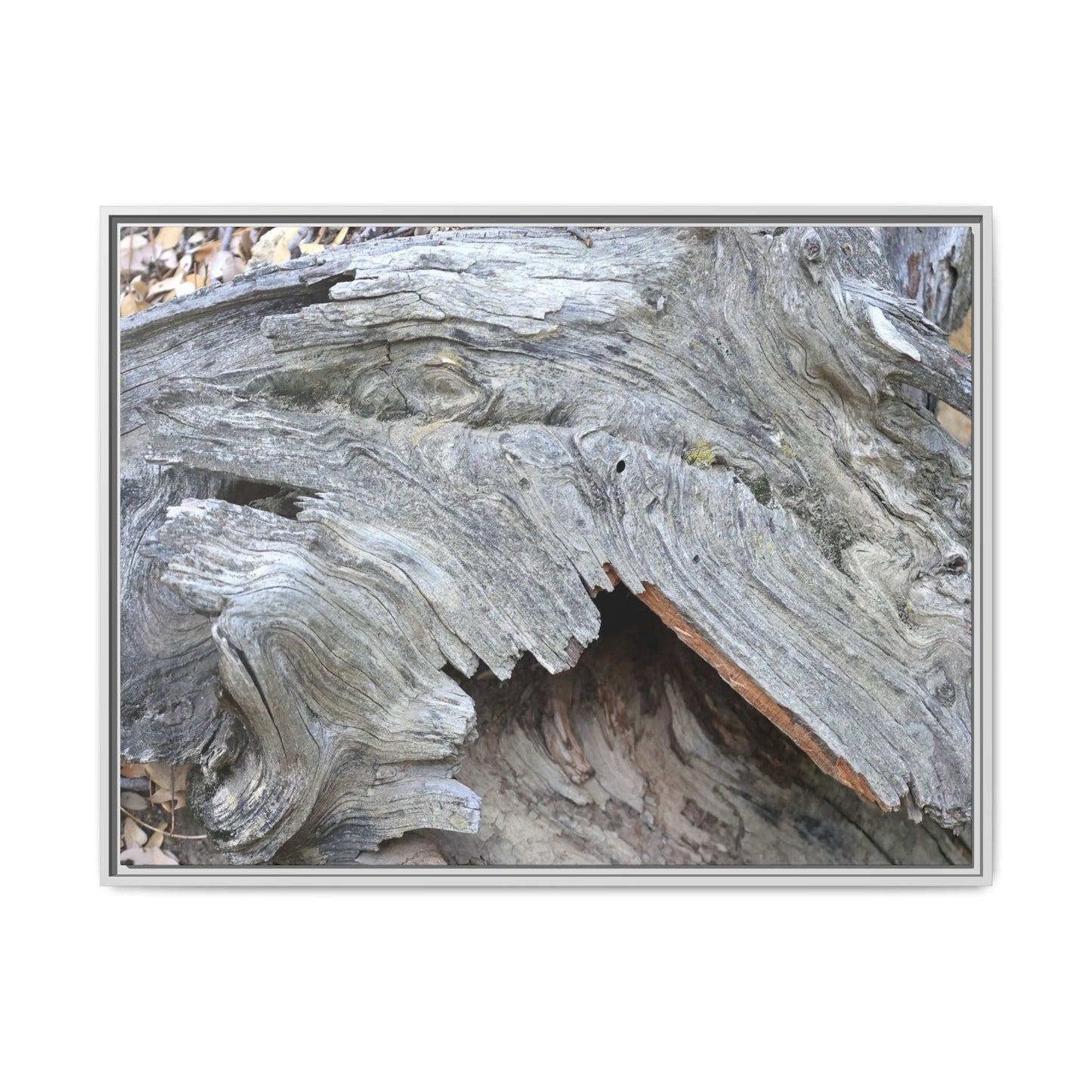 Driftwood Dreams - Unique Stretched Canvas Wall Art - Art By Earth