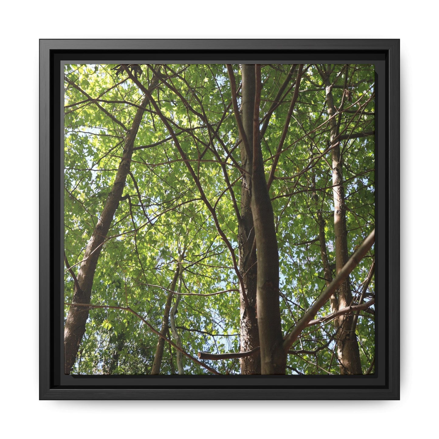 Forest Branches - Unique Stretched Canvas Wall Art