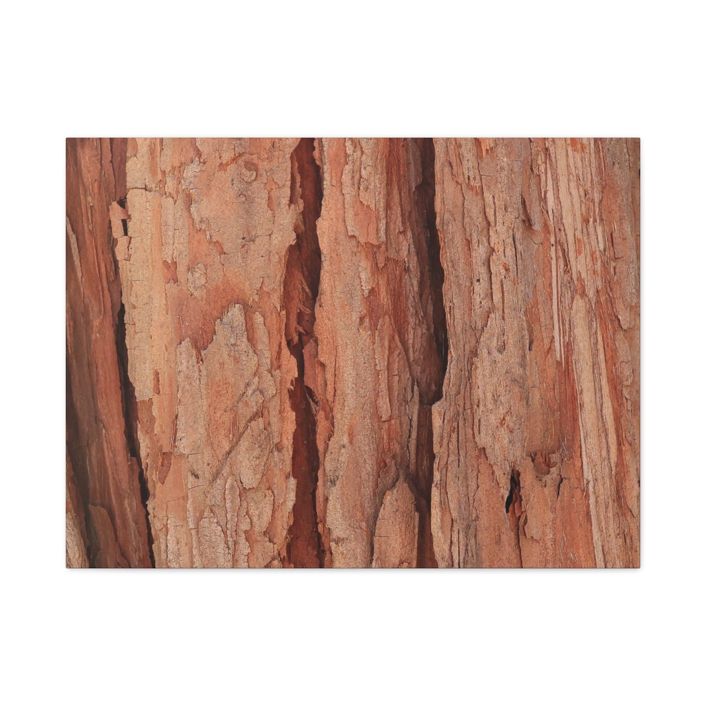 Bark Layers of Time - Unique Frameless Canvas Wall Art - Art By Earth