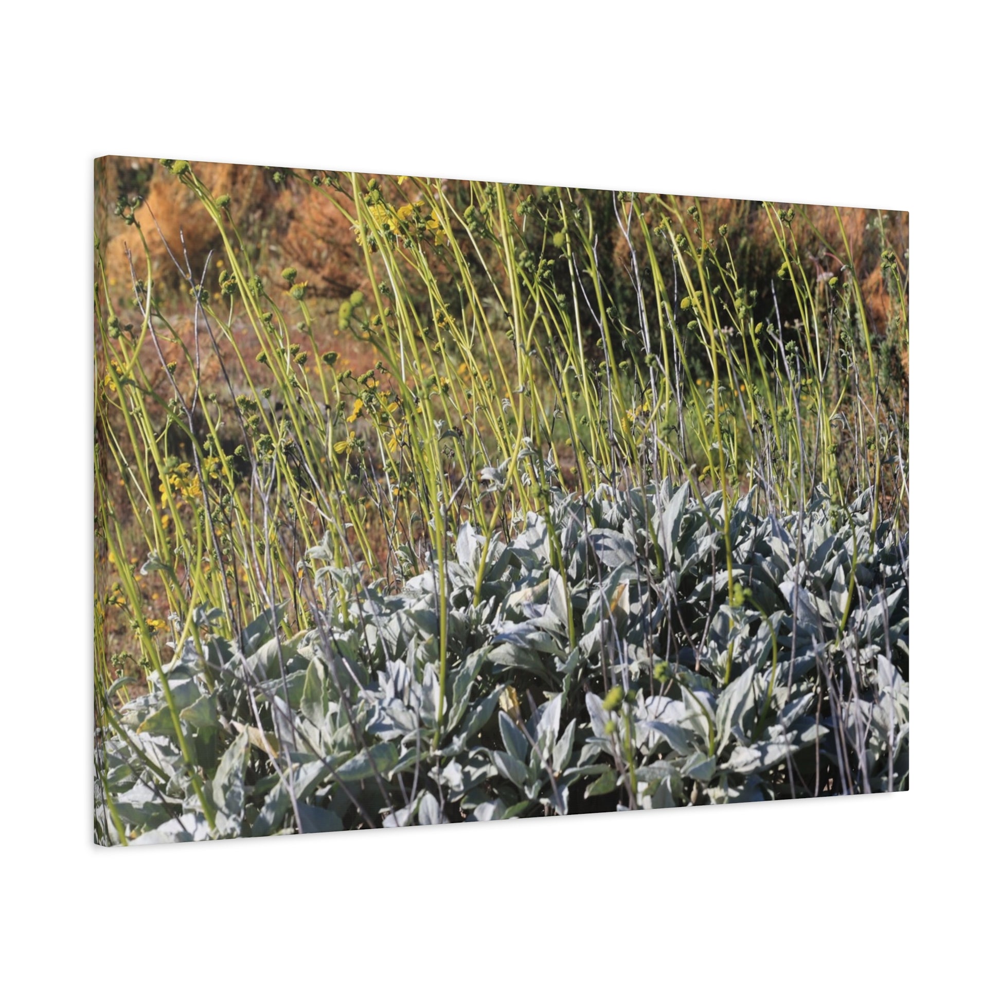 Desert Wildflowers in Bloom - Unique Frameless Canvas Wall Art - Art By Earth