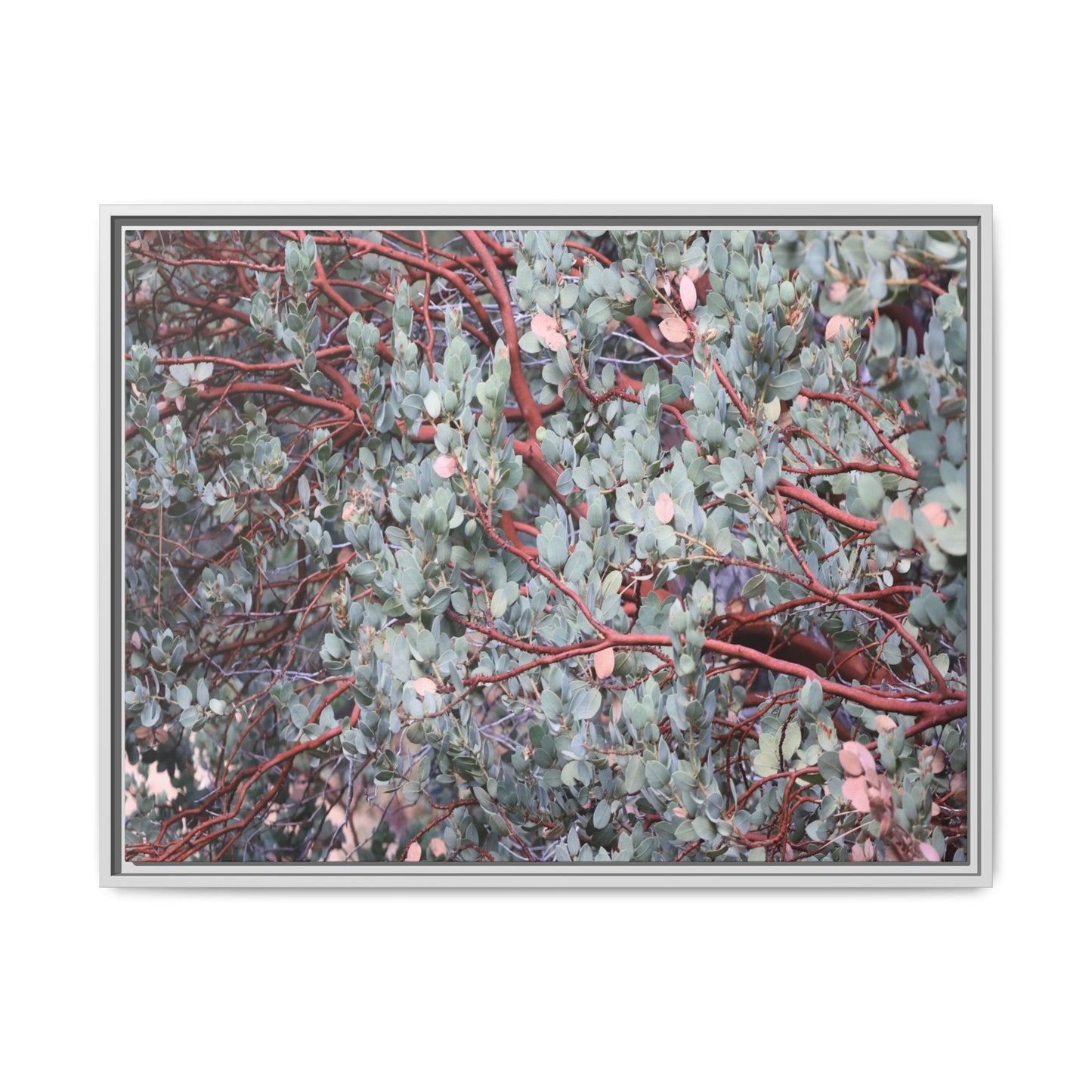 Whispers of Sage - Unique Stretched Canvas Wall Art - Art By Earth