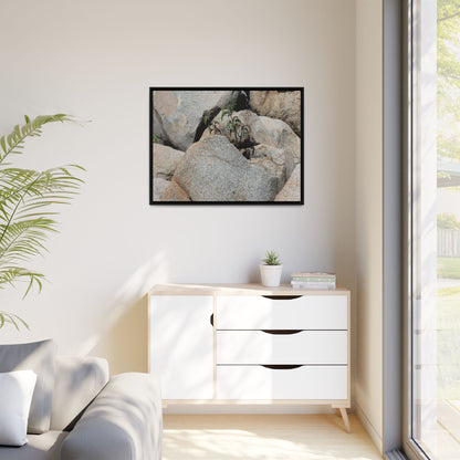 Desert Plant Thriving Among Rocks - Unique Stretched Canvas Wall Art
